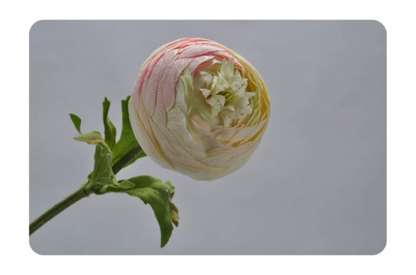 Цветок искусственный Silk-ka "Ранункулюс" 37см (розовый с белым)