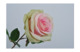 Цветок искусственный Silk-ka "Роза" 46см (розово-зеленый)