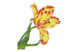Брошь Русские самоцветы Дворцовый тюльпан 38,29 г, серебро 925