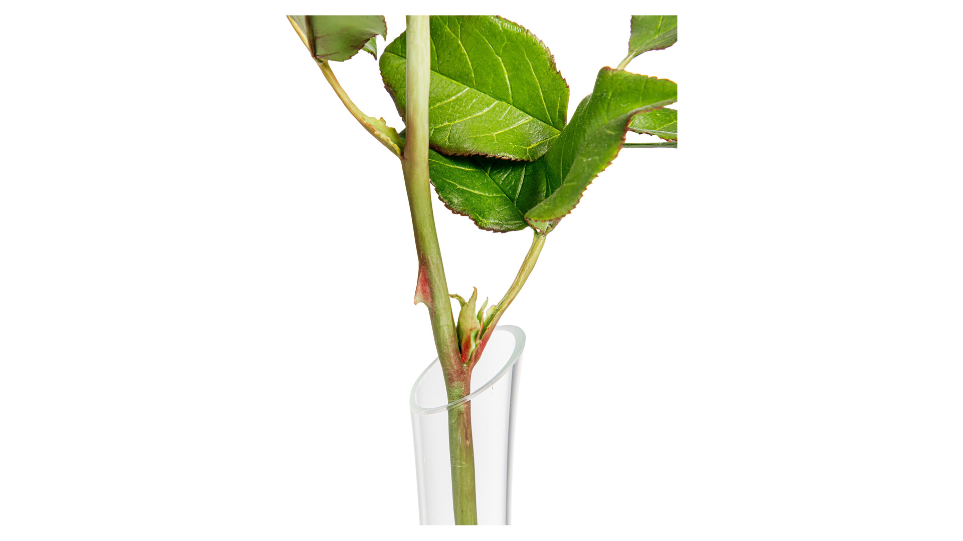Роза Баркароле бордо из холодного фарфора в стеклянной цилиндрической вазе 50 см